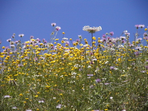 Blüten Wetter im Frühjahr auf Gran Canaria